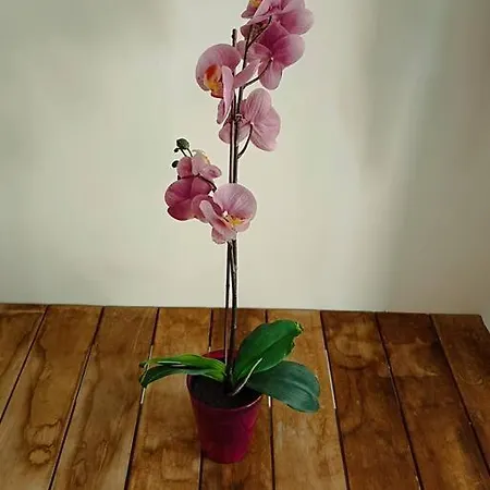 Taliarte Vibbecanarias * Melenara