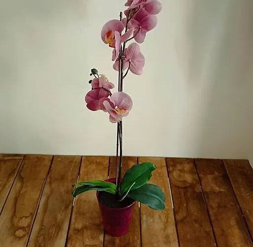 Taliarte Vibbecanarias * 멜레나라